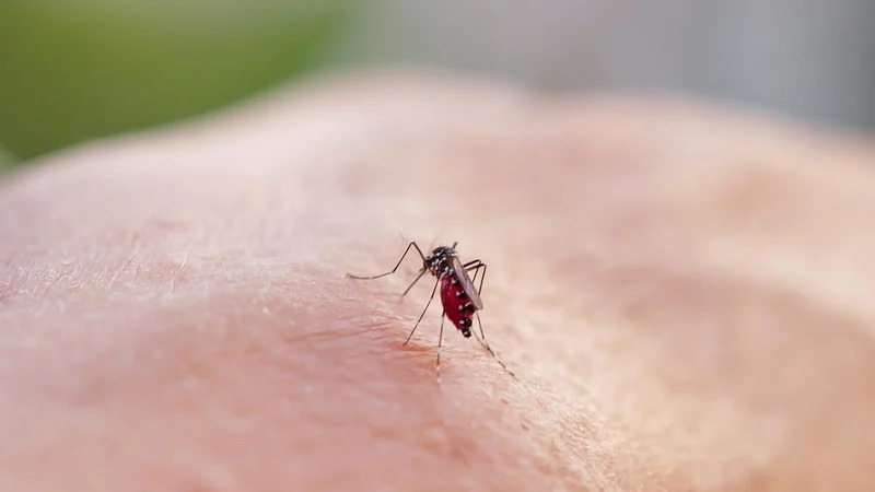 If a tiger mosquito stings a person who has imported a virus from abroad, it then becomes a carrier of the disease (Image obtained at rte.ie)